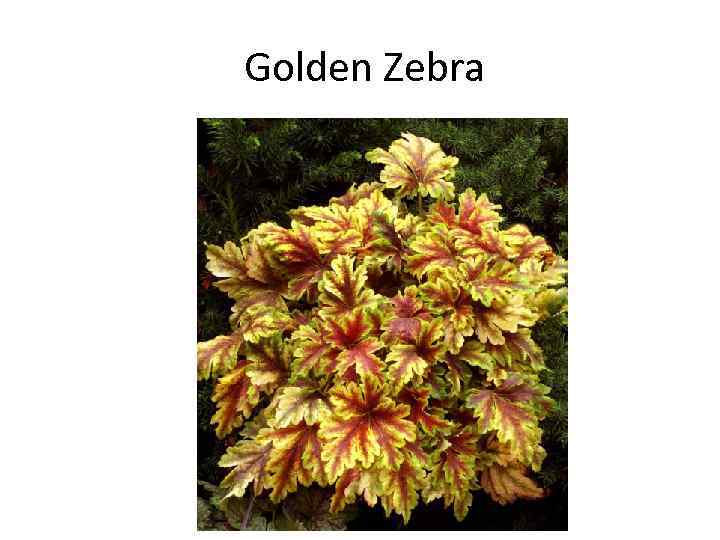 Golden Zebra 