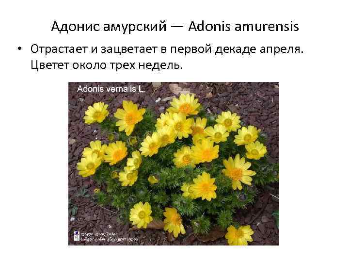 Адонис амурский — Adonis amurensis • Отрастает и зацветает в первой декаде апреля. Цветет