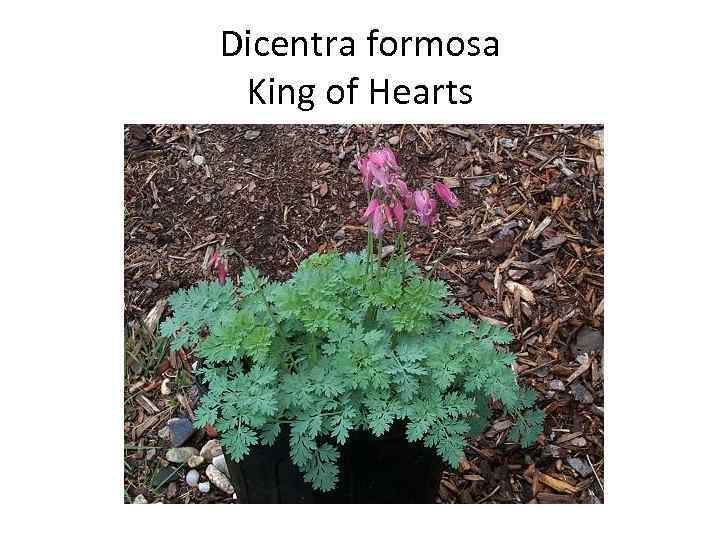 Dicentra formosa King of Hearts 