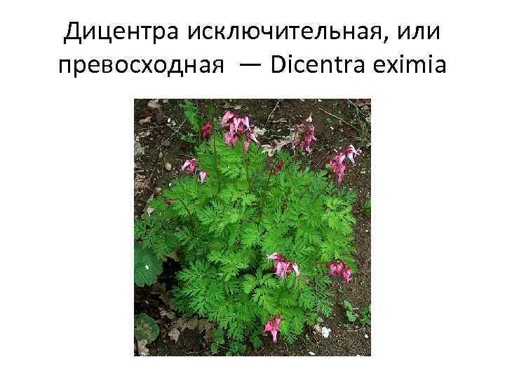 Дицентра исключительная, или превосходная — Dicentra eximia 