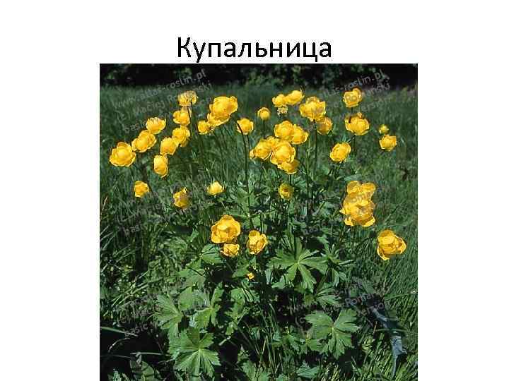 Купальница 