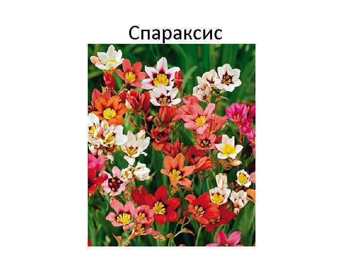 Спараксис 