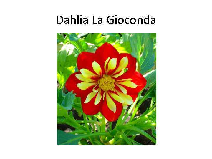 Dahlia La Gioconda 