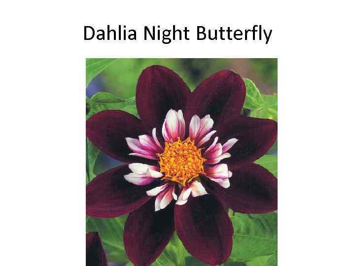 Dahlia Night Butterfly 