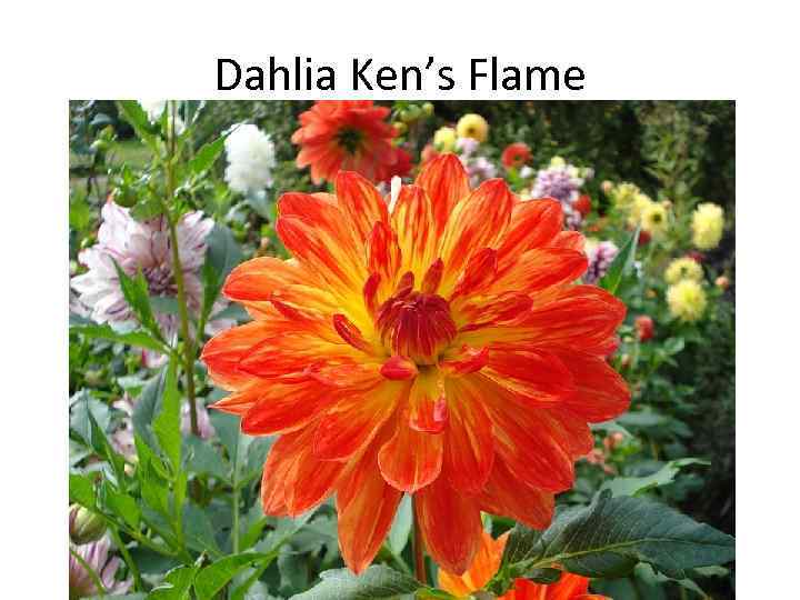 Dahlia Ken’s Flame 