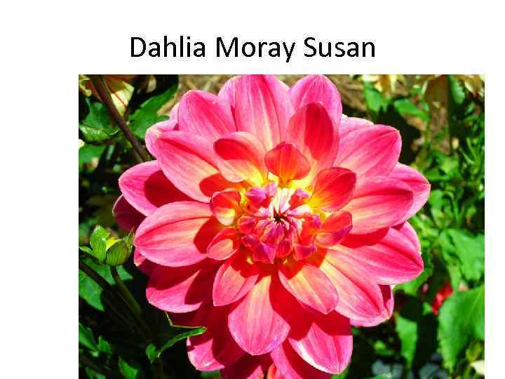 Dahlia Moray Susan 