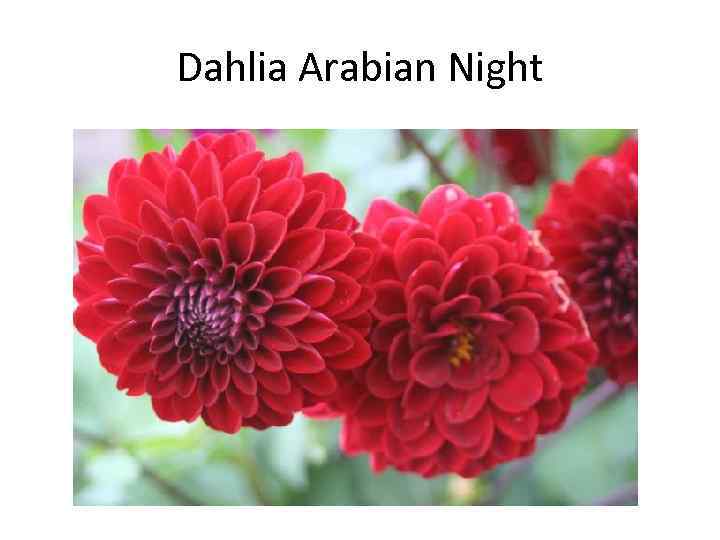 Dahlia Arabian Night 