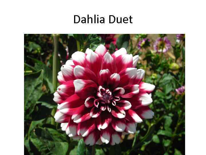 Dahlia Duet 