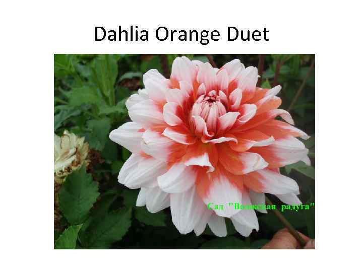 Dahlia Orange Duet 