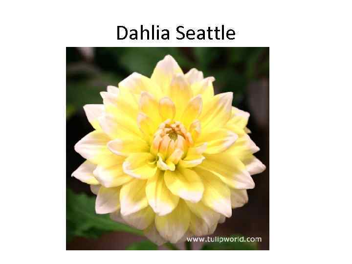 Dahlia Seattle 