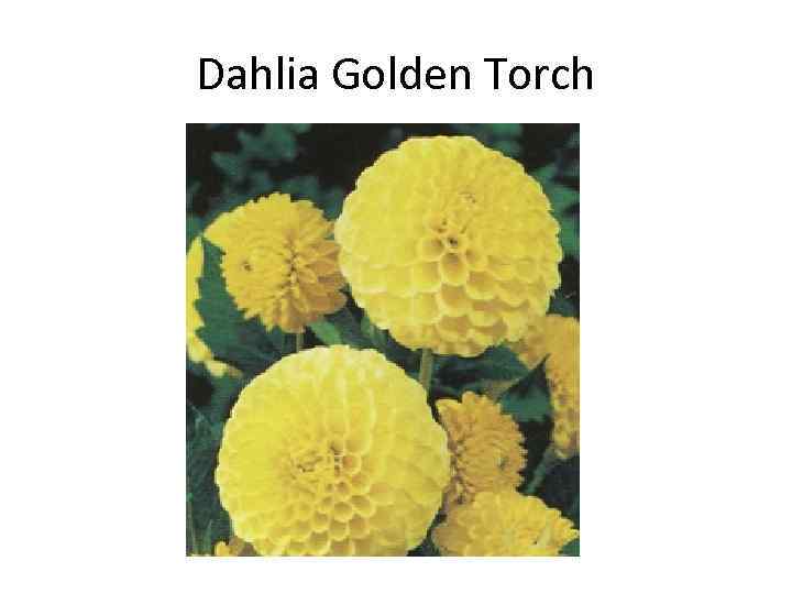 Dahlia Golden Torch 