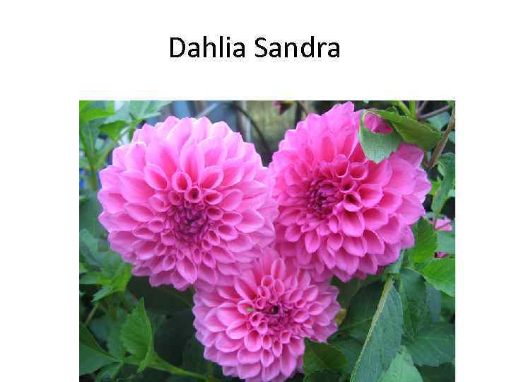 Dahlia Sandra 