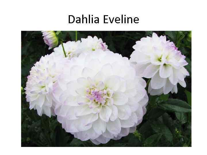 Dahlia Eveline 