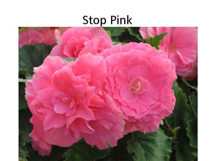 Stop Pink 