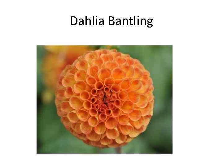 Dahlia Bantling 