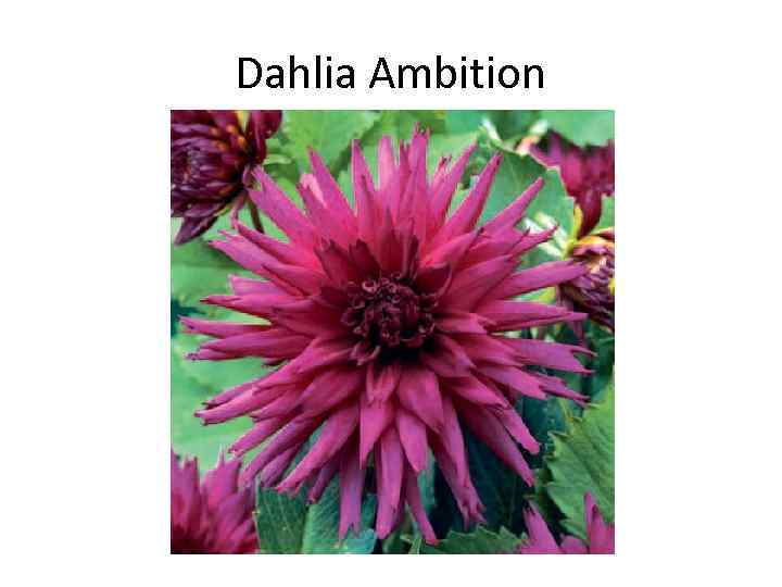 Dahlia Ambition 