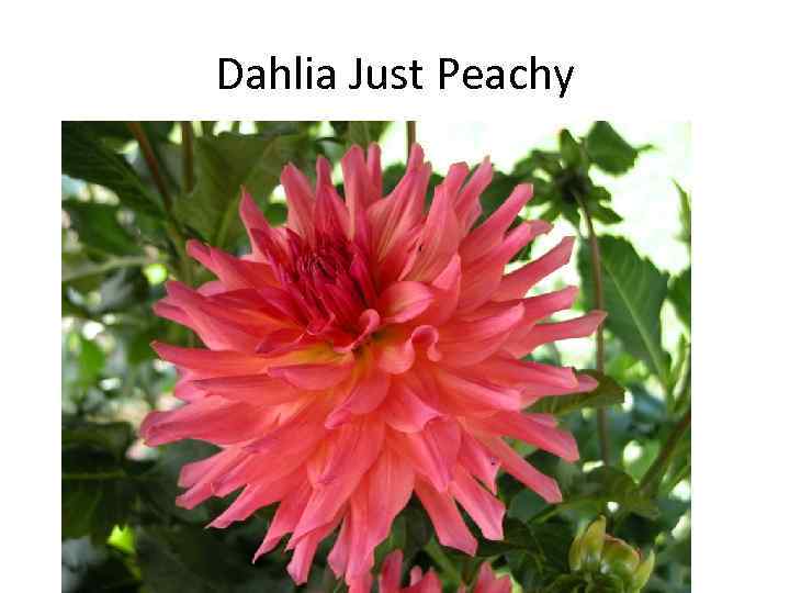 Dahlia Just Peachy 