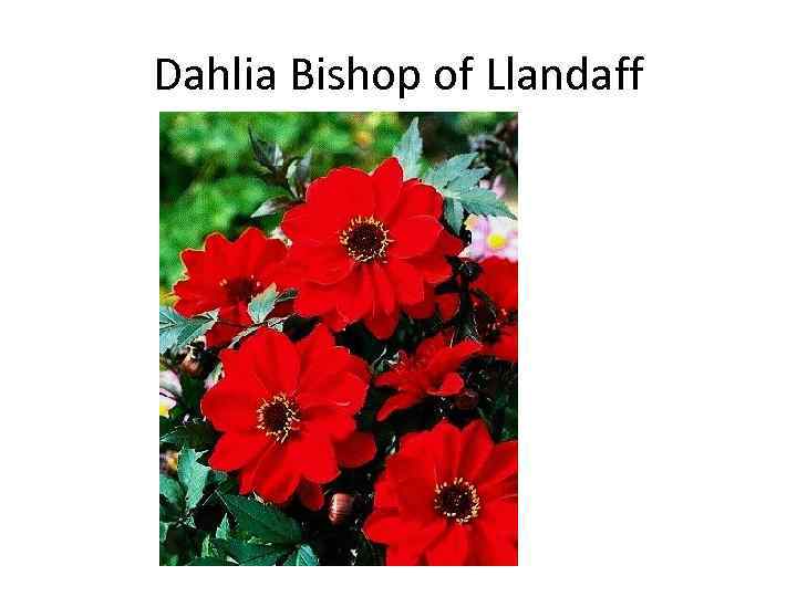 Dahlia Bishop of Llandaff 