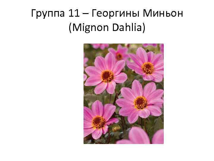 Группа 11 – Георгины Миньон (Mignon Dahlia) 