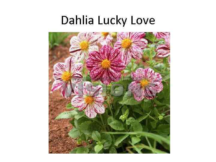 Dahlia Lucky Love 