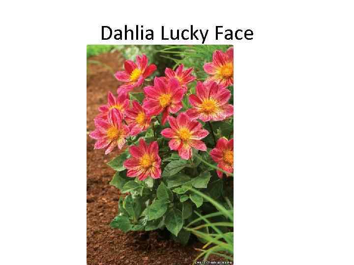 Dahlia Lucky Face 