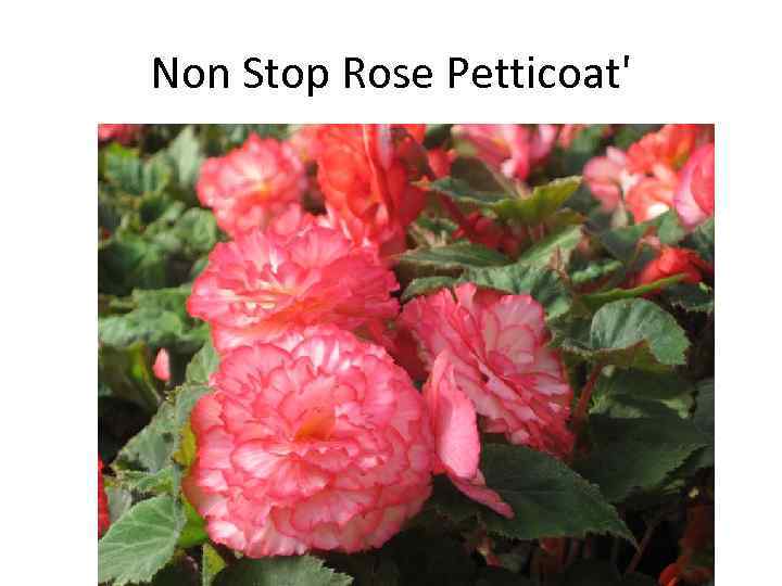 Non Stop Rose Petticoat' 