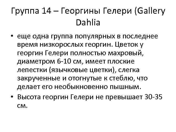 Группа 14 – Георгины Гелери (Gallery Dahlia • еще одна группа популярных в последнее