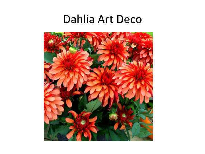 Dahlia Art Deco 