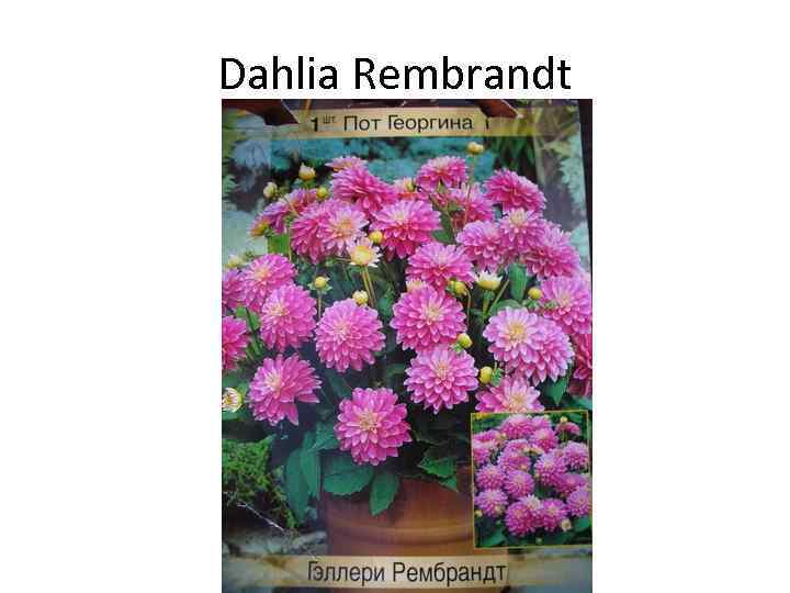 Dahlia Rembrandt 