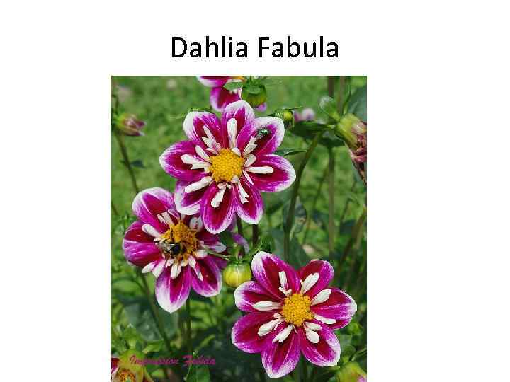 Dahlia Fabula 