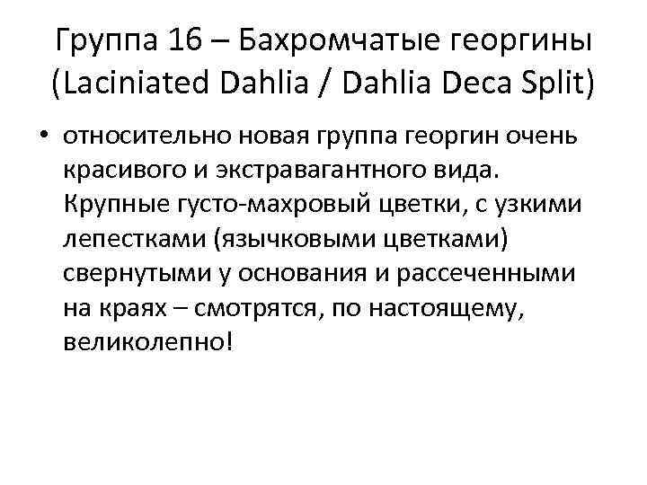 Группа 16 – Бахромчатые георгины (Laciniated Dahlia / Dahlia Deca Split) • относительно новая