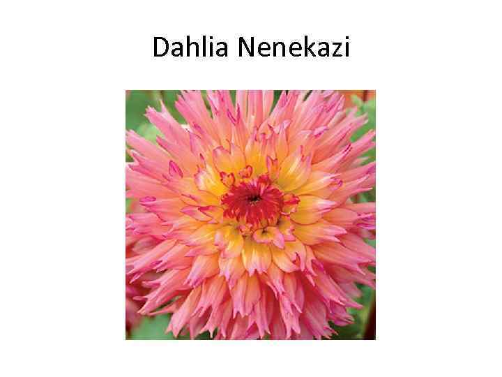 Dahlia Nenekazi 