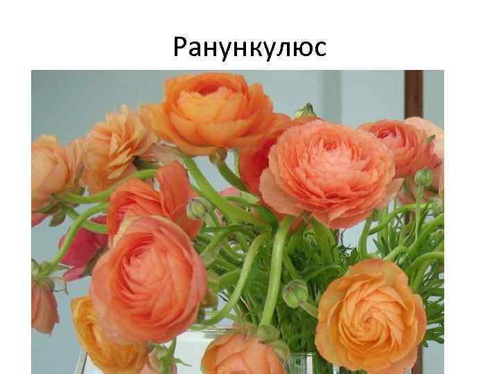 Ранункулюс 