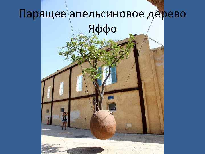 Парящее апельсиновое дерево Яффо 