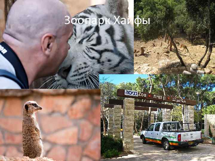 Зоопарк Хайфы 