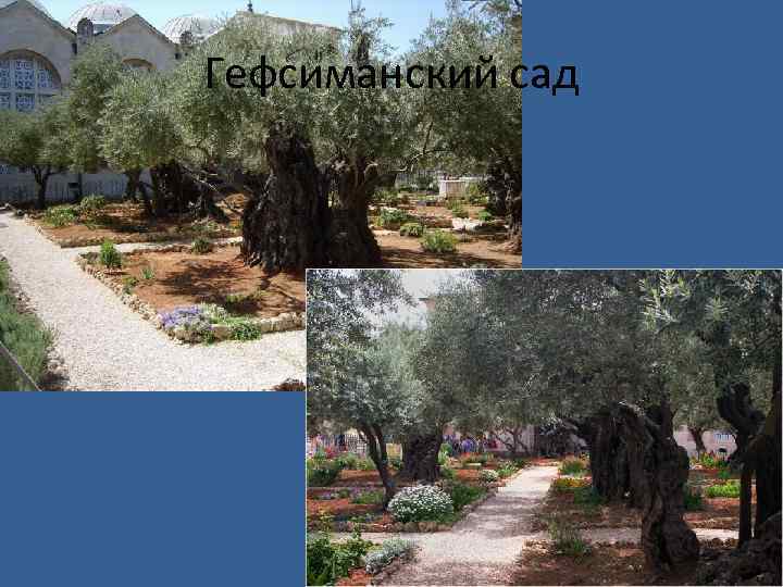 Гефсиманский сад 