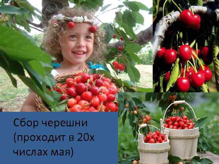 Сбор черешни (проходит в 20 х числах мая) 