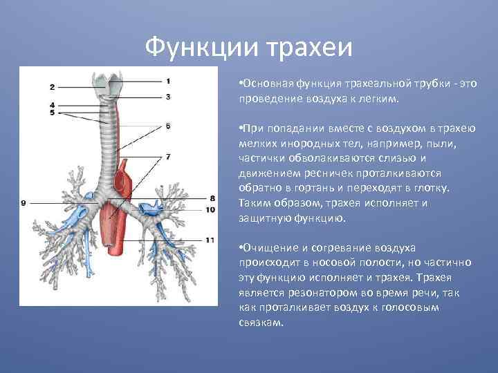 Пищевод бронхи. Дыхательная система трахея анатомия. Трахея система органов функции системы. Функции трахеи анатомия. Функция трахеи в дыхательной системе.