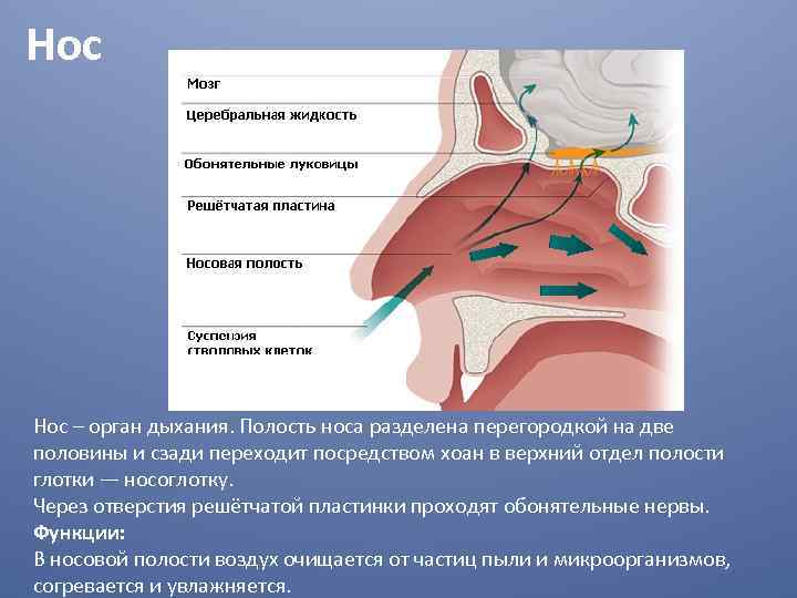 Нос – орган дыхания. Полость носа разделена перегородкой на две половины и сзади переходит