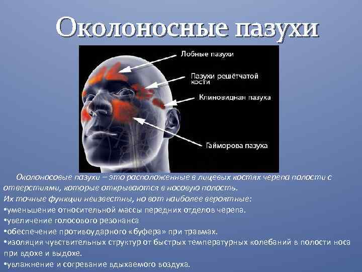 Околоносные пазухи Околоносовые пазухи – это расположенные в лицевых костях черепа полости с отверстиями,