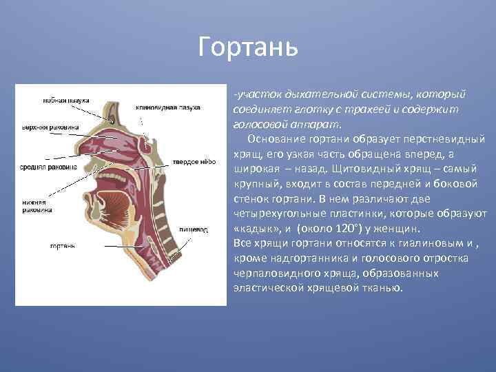 Гортань -участок дыхательной системы, который соединяет глотку с трахеей и содержит голосовой аппарат. Основание