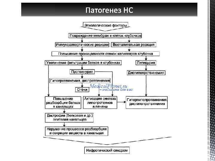 Нефротический синдром патогенез схема