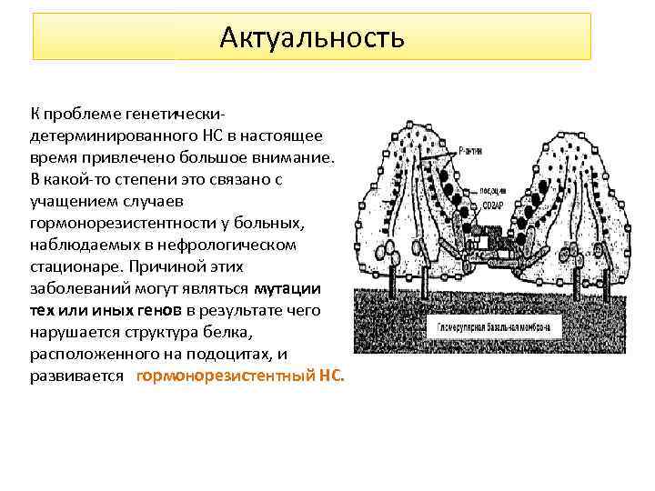 Актуальность К проблеме генетическидетерминированного НС в настоящее время привлечено большое внимание. В какой-то степени