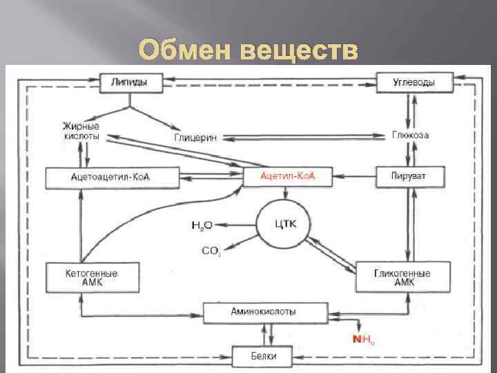 Обмен веществ 