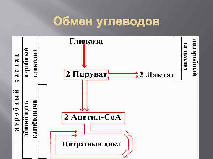 Обмен углеводов 