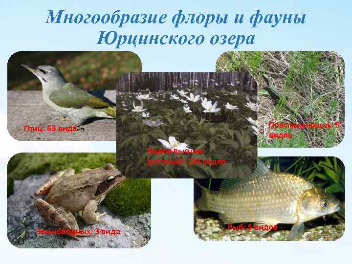 Многообразие флоры и фауны Юрцинского озера Пресмыкающих: 5 видов Птиц: 63 вида Видов высших