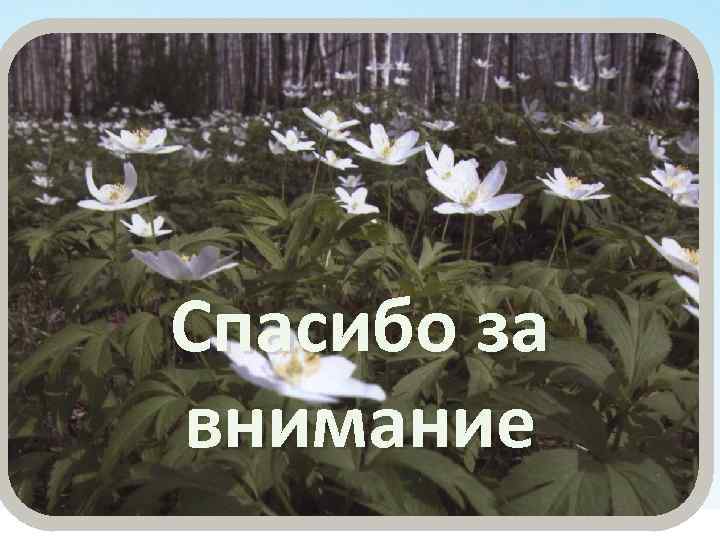 1) пункт первый презентации Спасибо за внимание 2) пункт второй презентации 3) пункт третий