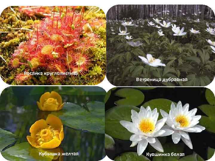 Росянка круглолистная Кубышка желтая Ветреница дубравная Кувшинка белая 