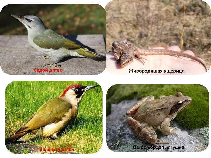 Седой дятел Зелёный дятел Живородящая ящерица Остромордая лягушка 