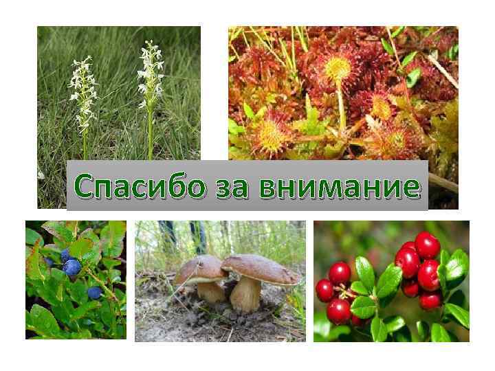 Спасибо за внимание 